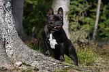 BOULEDOGUE FRANCAIS 762